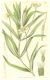 image of Platystemon californicus