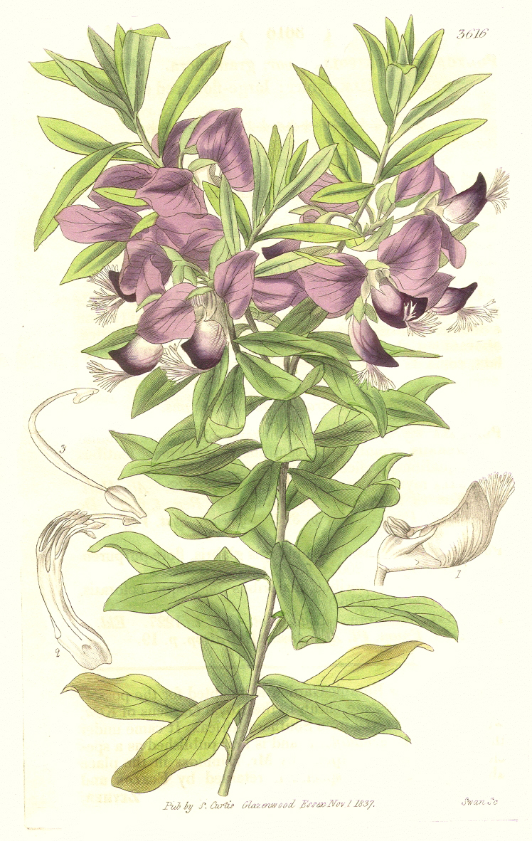 Polygalaceae Polygala myrtifolia