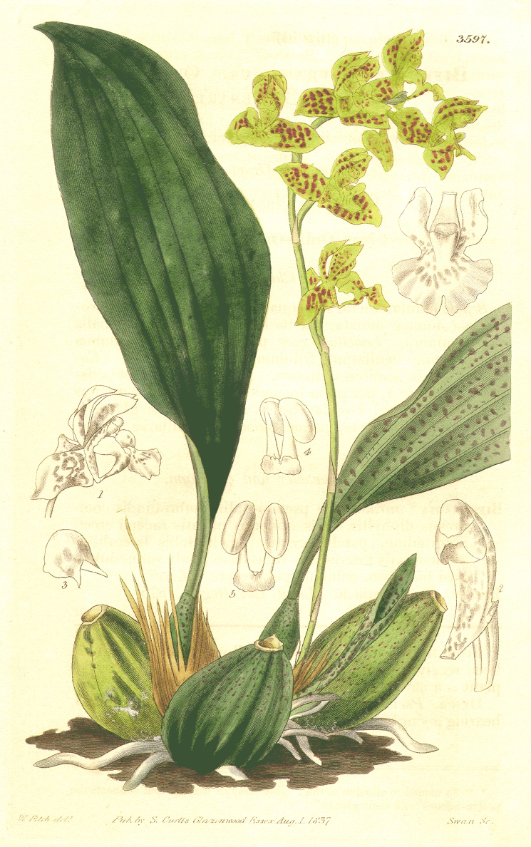 Orchidaceae Rudolfiella aurantiaca