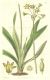 image of Tulbaghia ludwigiana