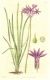 image of Tulbaghia violacea
