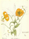image of Lilium superbum