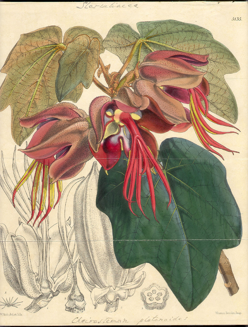 Bombacaceae Chiranthodendron pentadactylon