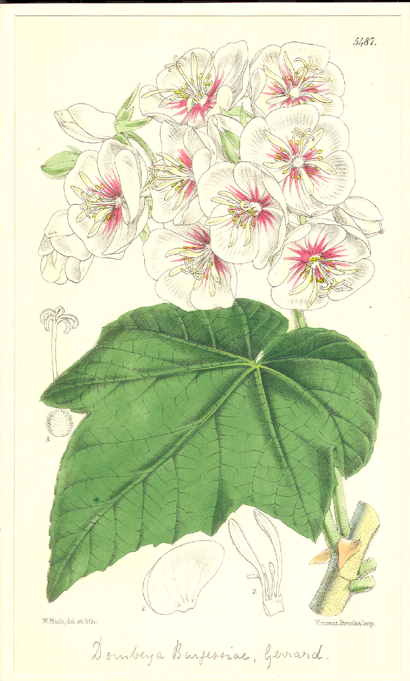 Dombeyaceae Dombeya burgessiae