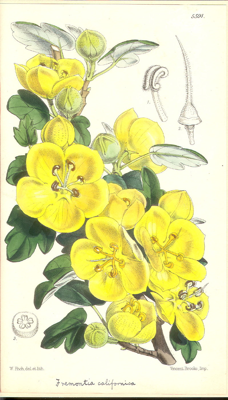 Bombacaceae Fremontodendron californicum