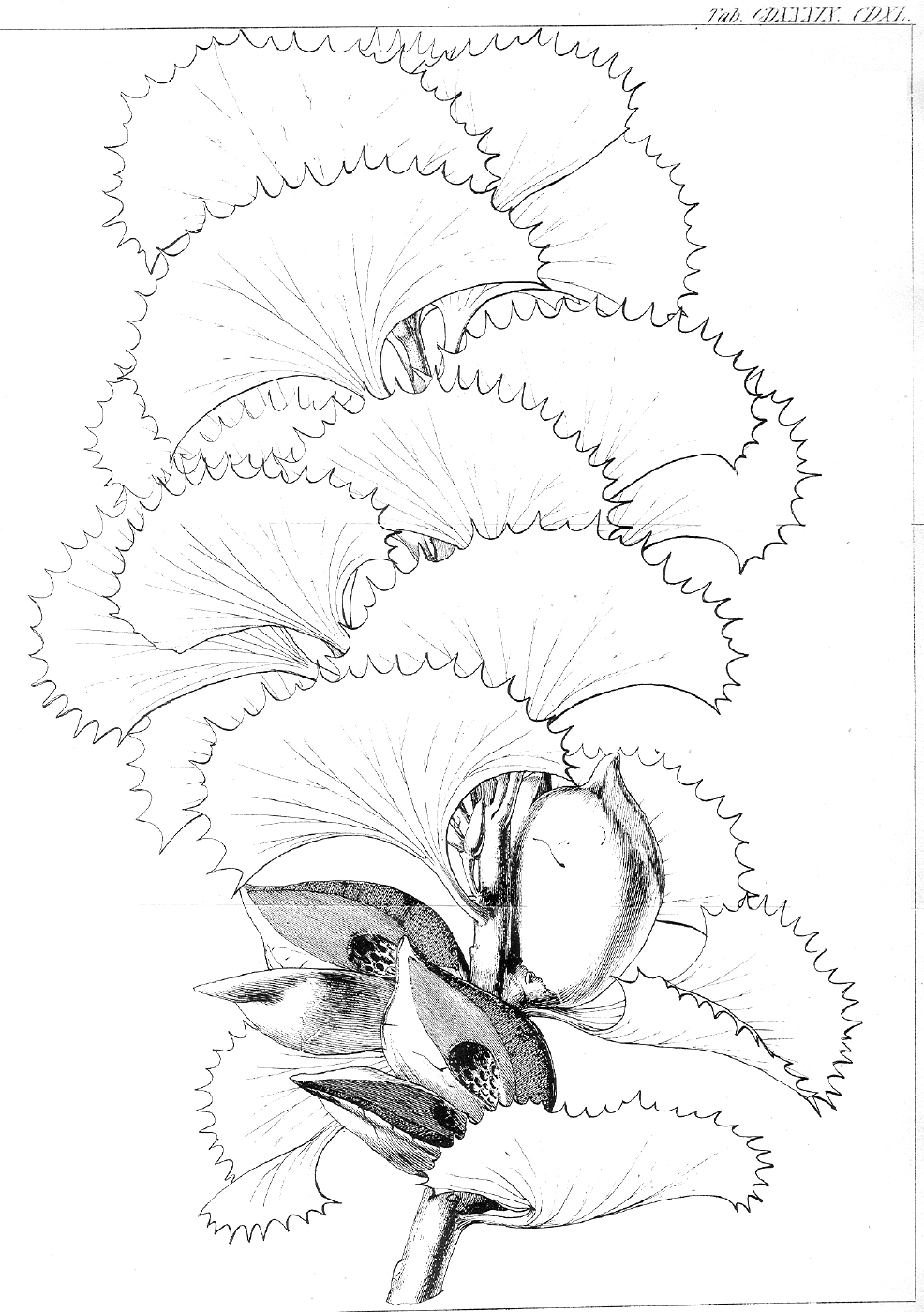 Proteaceae Hakea baxteri