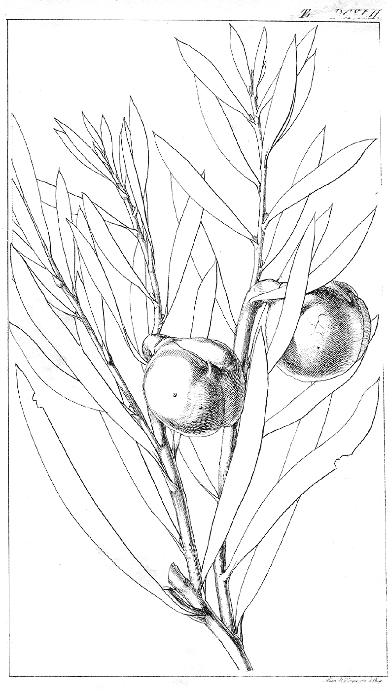Proteaceae Hakea incrassata