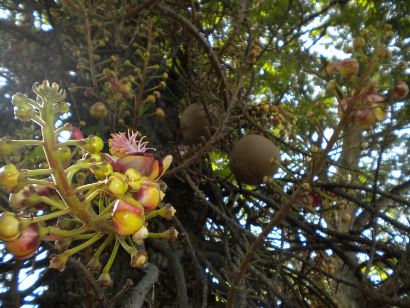 Lecythidaceae Couroupita guianensis