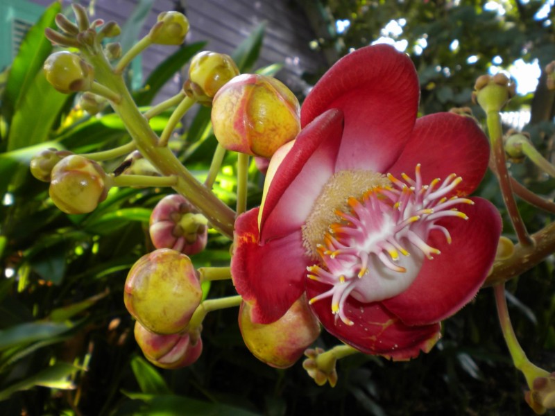 Lecythidaceae Couroupita  guianensis