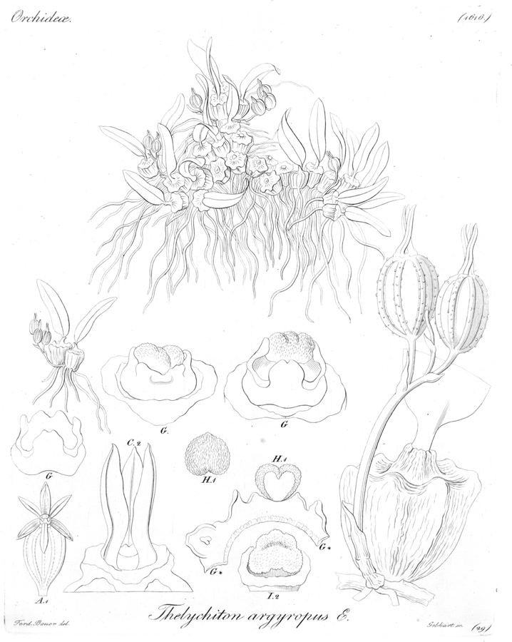 Orchidaceae Adelopetalum argyropum