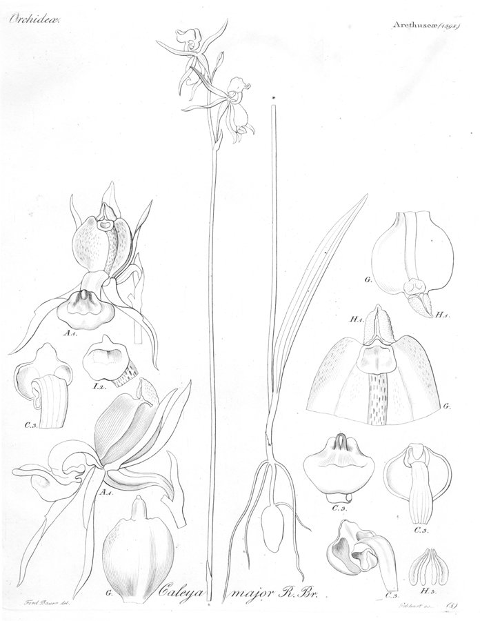 Orchidaceae Caleana major