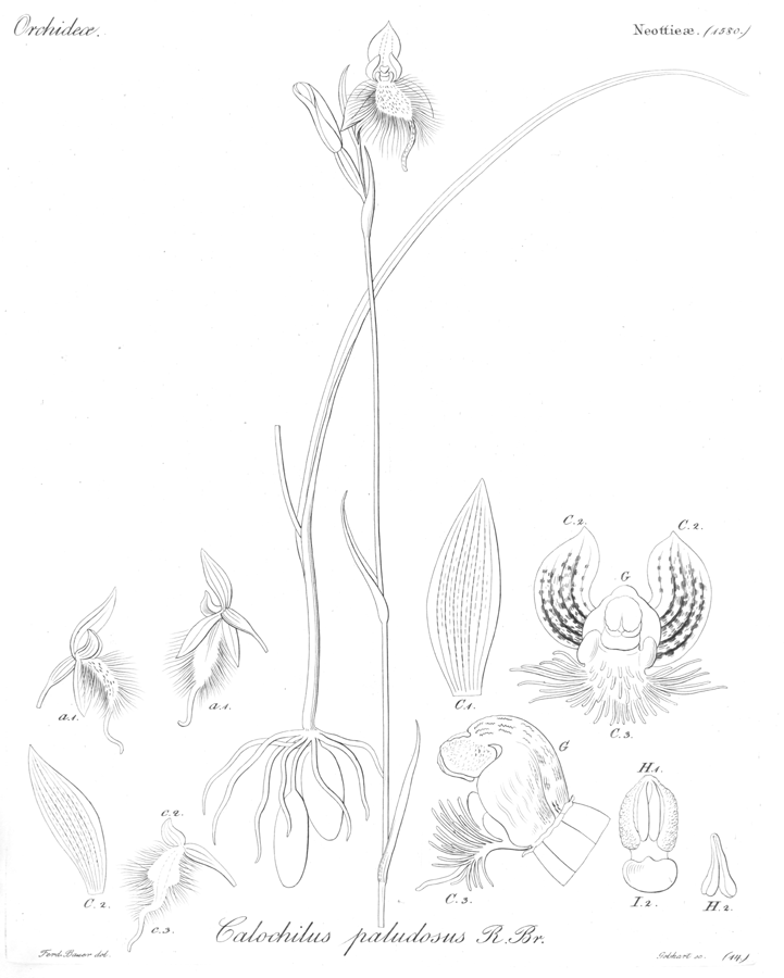 Orchidaceae Calochilus paludosus