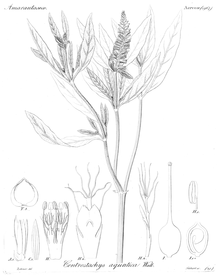 Amaranthaceae Centrostachys aquatica