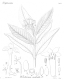 image of Daphne endlicheriana