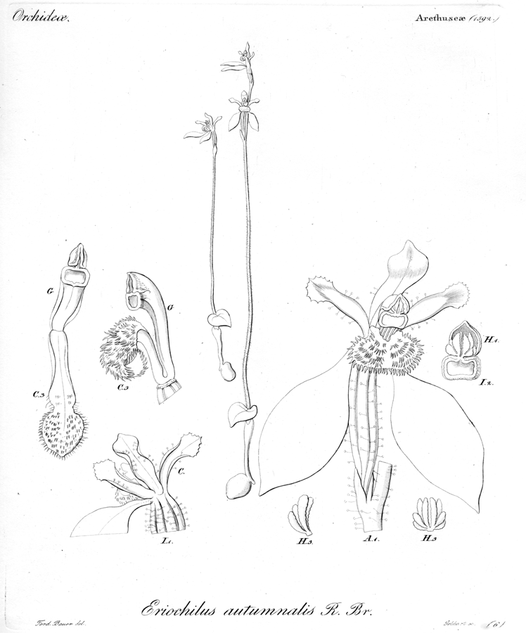 Orchidaceae Eriochilus autumnalis