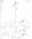 image of Gastrodia sesamoides