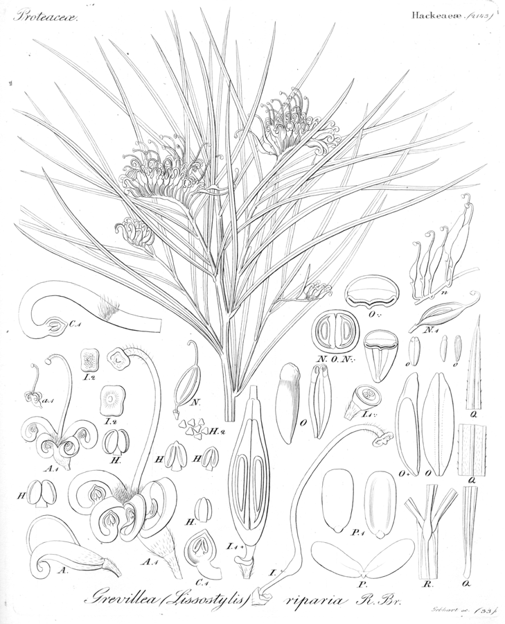 Proteaceae Grevillea sericea