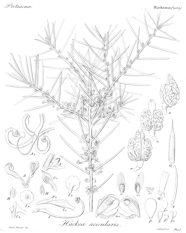 Proteaceae Hakea acicularis