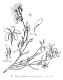image of Macgregoria racemigera