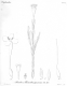 image of Pimelea punicea