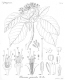 image of Pisonia grandis