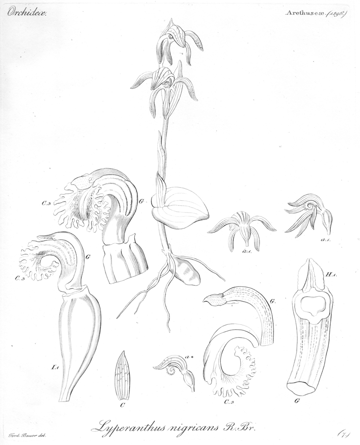 Orchidaceae Pyrorchis nigricans