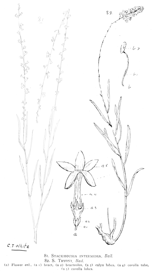 Celastraceae Stackhousia tryonii