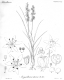 image of Wurmbea dioica