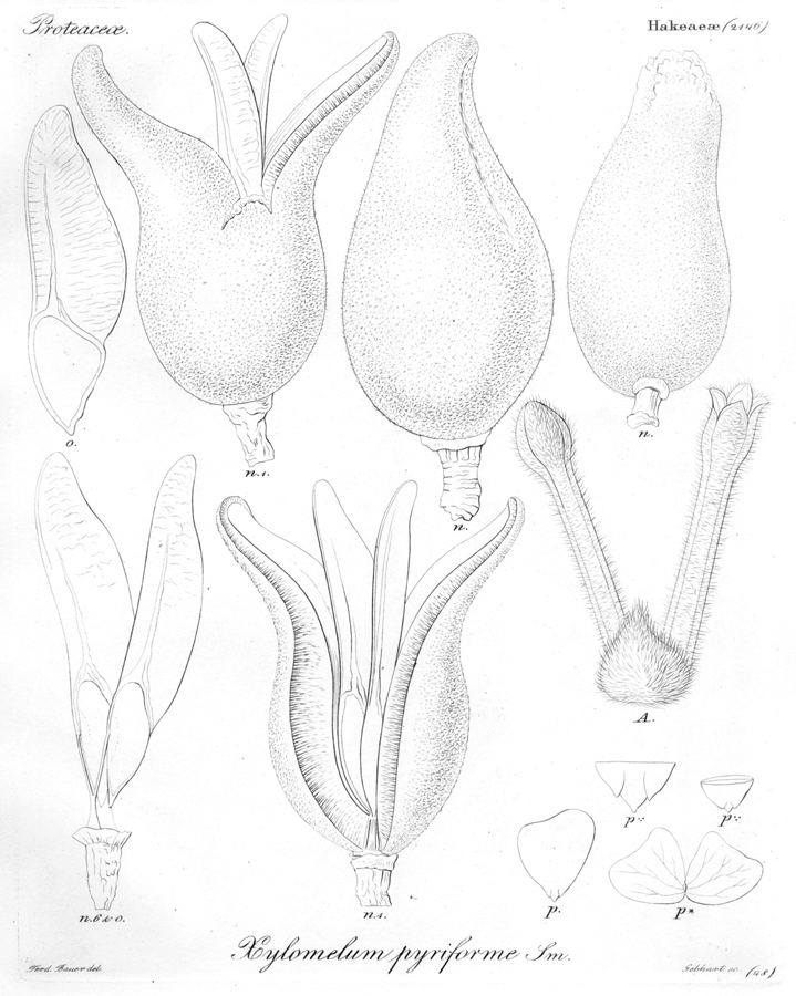 Proteaceae Xylomelum pyriforme