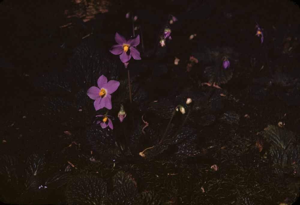 Gesneriaceae Ramonda myconii