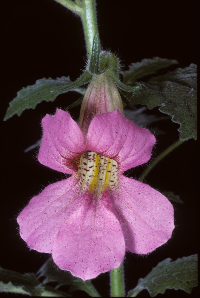 Scrophulariaceae Rehmannia elata