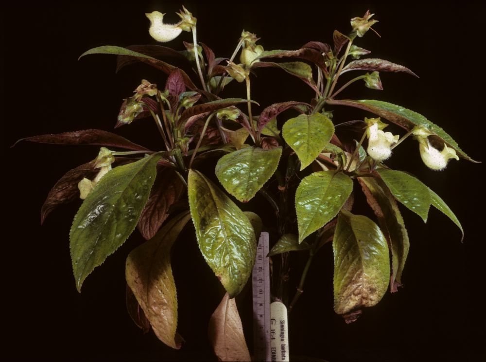 Gesneriaceae Sinningia barbata