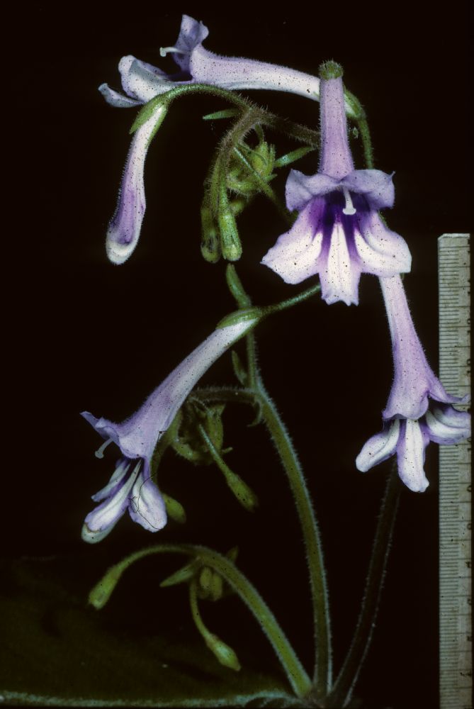 Gesneriaceae Streptocarpus cooperi