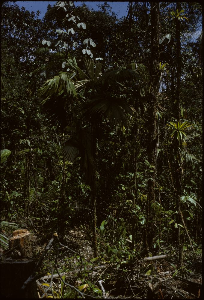 Arecaceae Chelyocarpus dianeurus