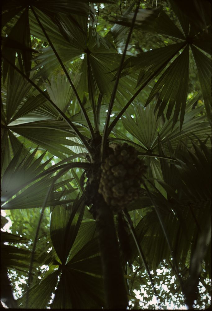 Arecaceae Chelyocarpus ulei