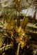image of Coccothrinax argentea