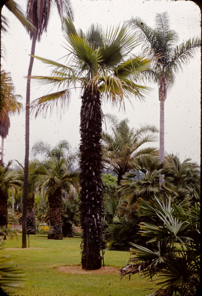 Arecaceae Trachycarpus 