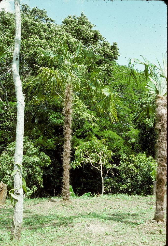 Arecaceae Trachycarpus fortunei