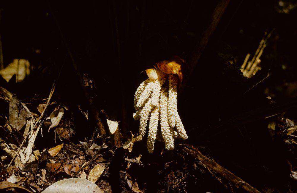 Arecaceae Johannesteijsmannia altifrons
