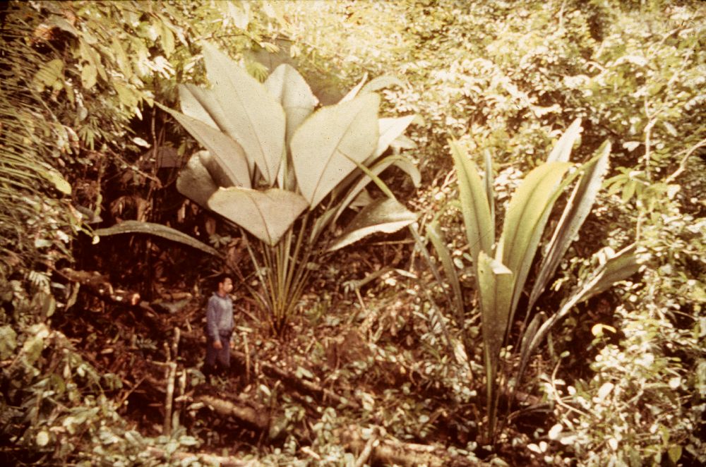 Arecaceae Johannesteijsmannia lattana