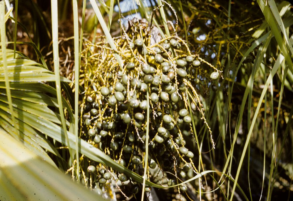 Arecaceae Livistona chinensis