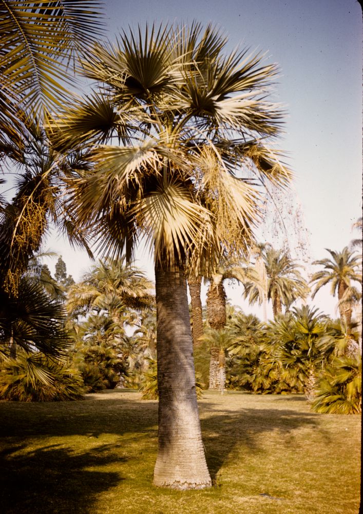 Arecaceae Brahea armata