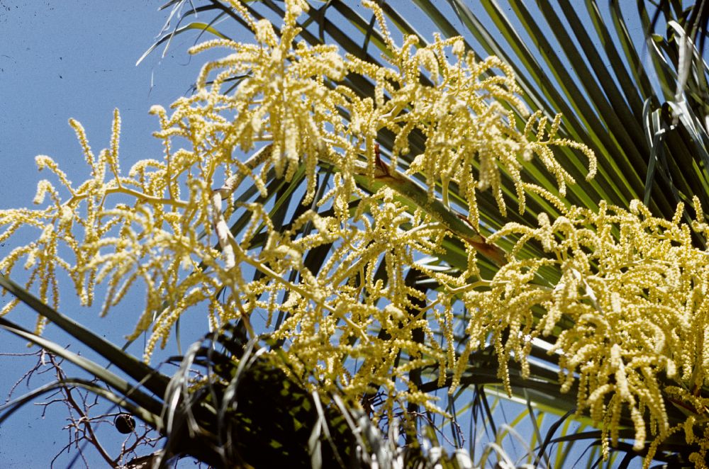 Arecaceae Brahea edulis