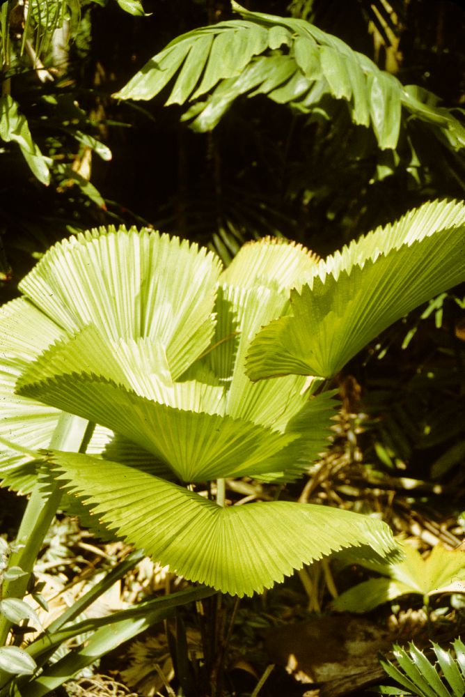 Arecaceae Licuala 