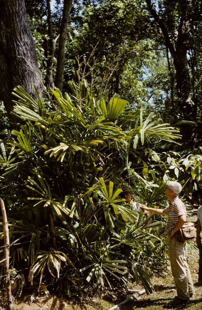 Arecaceae Licuala spinosa