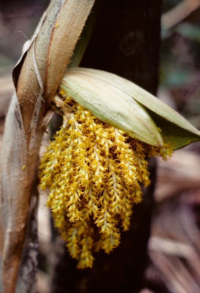 Arecaceae Pritchardia minor