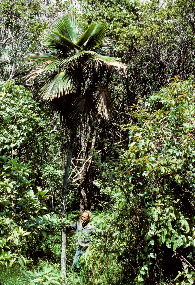 Arecaceae Pritchardia minor