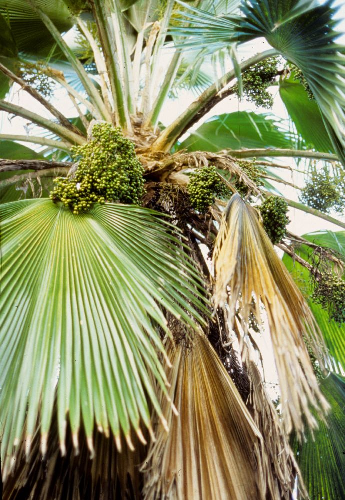 Arecaceae Pritchardia thurstoni