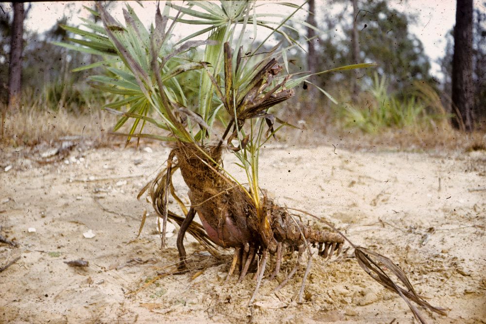 Arecaceae Serenoa repens