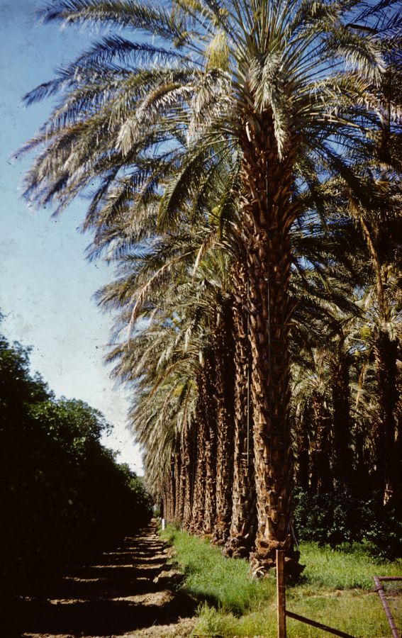 Arecaceae Phoenix dactylifera